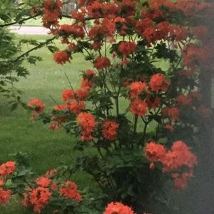 Meet your Posher, Carol